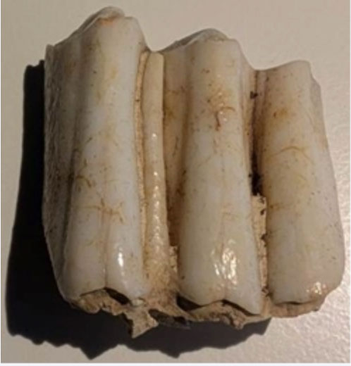 Cow tooth